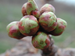 Cavalier sweet cherry-bud burst