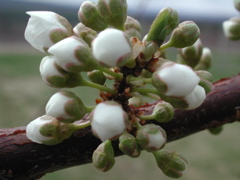 Shiro plum-white bud