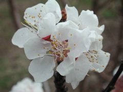 Apricot-bloom