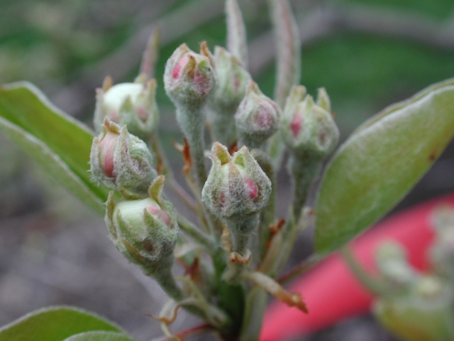 Pear-late green cluster