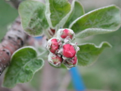 McIntosh apple-early pink