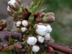 Cavalier sweet cherry-white bud