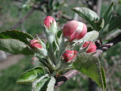 Honeycrisp apple-late pink