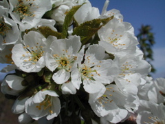 Cavalier sweet cherry-bloom