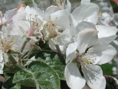 McIntosh apple-early petal fall