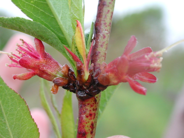 Redhaven peach-petal fall