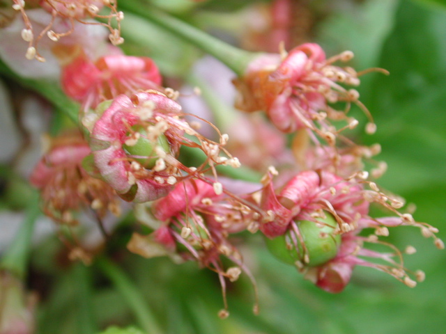 Cavalier sweet cherry-fruit set