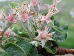 McIntosh apple-fruit set