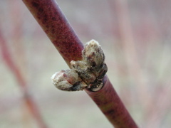 Redhaven peach-swollen bud