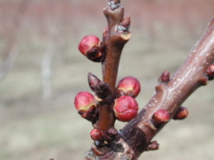 Apricot-swollen bud+