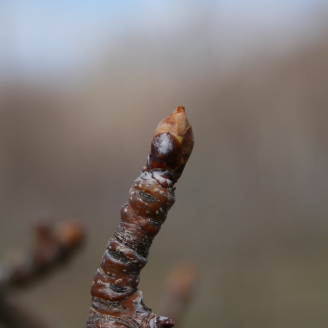 Bartlett pear-dormant+