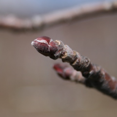 Honeycrisp apple-dormant