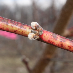 Redhaven peach-swollen bud