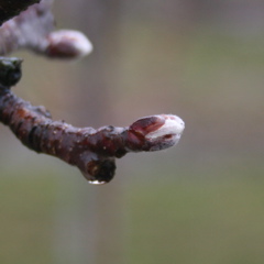 McIntosh apple-silver tip