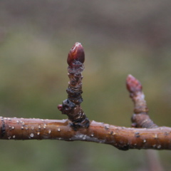 Honeycrisp apple-early silver tip