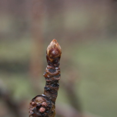 Bartlett pear-swollen bud