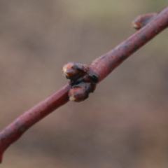 Redhaven peach-swollen bud