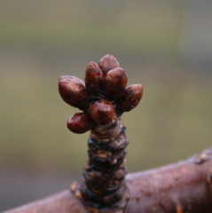 Sweet cherry-swollen bud