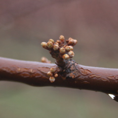 Shiro plum-swollen bud+