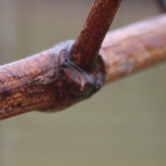 Chardonel grape