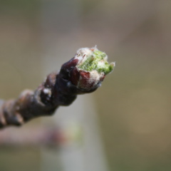 Honeycrisp apple-green tip+