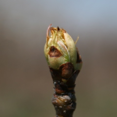 Bartlett pear-eraly bud burst