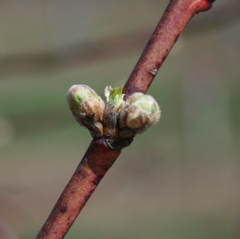 Redhaven peach-swollen bud++