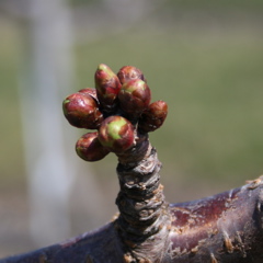 Sweet cherry-early bud burst