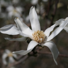 Magnolia