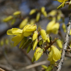 Forsythia