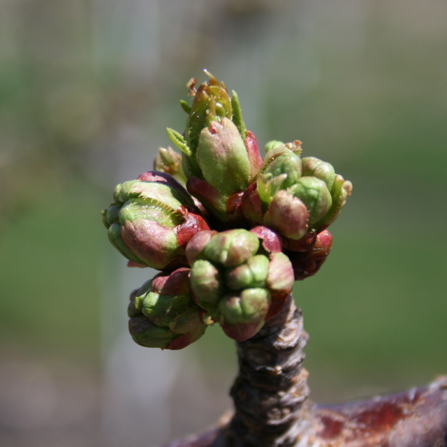 Cavalier sweet cherry-bud burst