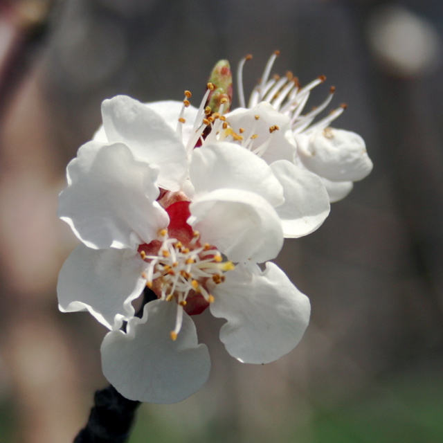 Apricot-bloom+