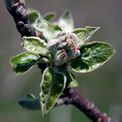 McIntosh apple-tight cluster