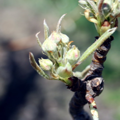 Bartlett pear-green cluster