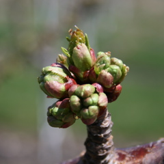 Cavalier sweet cherry-bud burst