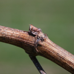 Chardonel grape