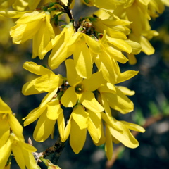 Forsythia