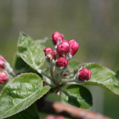 McIntosh apple-pink