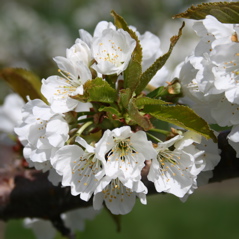 Cavalier sweet cherry-bloom