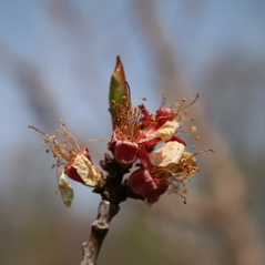 Apricot-petal fall