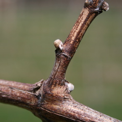 Chardonel grape