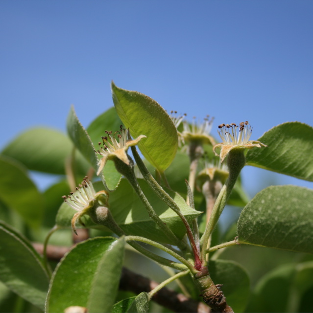 Batlett pear-petal fall