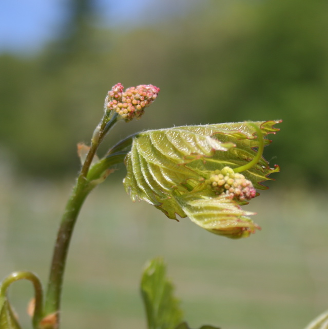 Frontenac grape