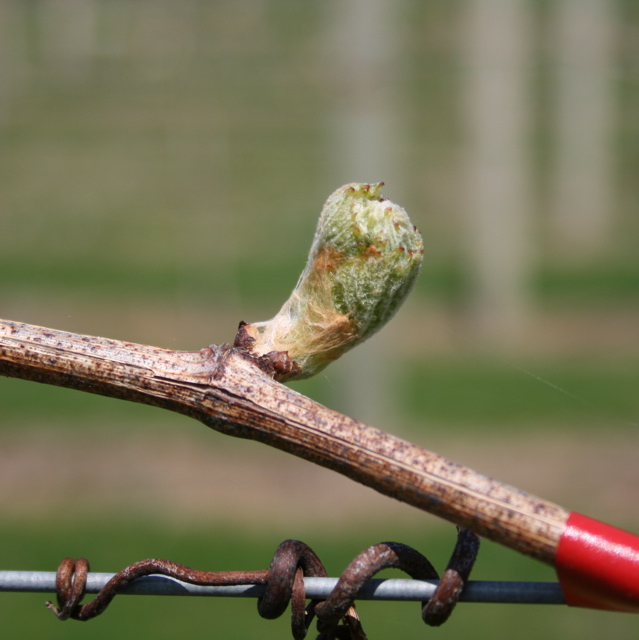 Chardonel grape