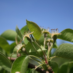 Batlett pear-petal fall