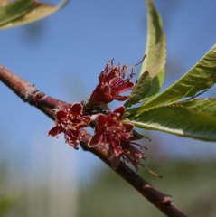 Redhaven peach-petal fall