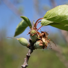 Apricot