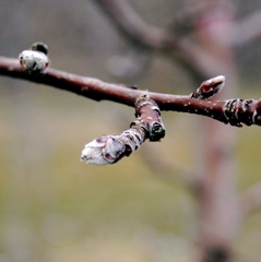 McIntosh apple-silver tip