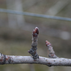 Honeycrisp apple-dormant