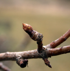 Bartlett pear-dormant+